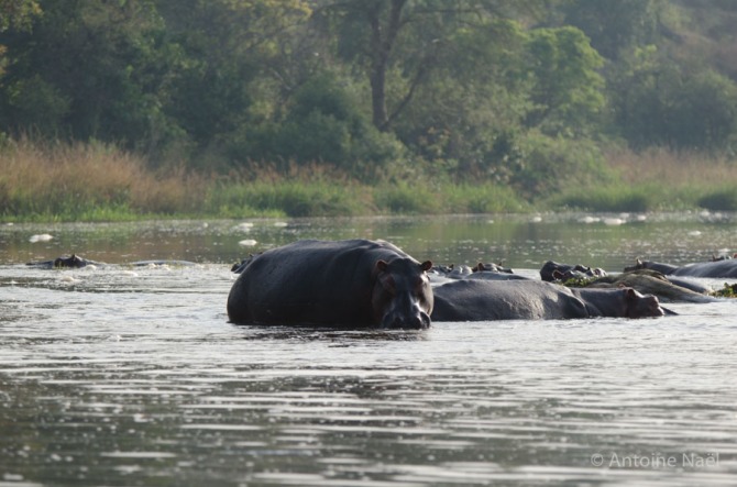 Hippopotames - Croisière, Murchisson Falls NP, Ouganda