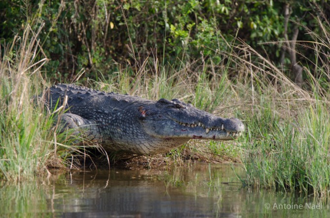 Crocodile - Croisière, Murchisson Falls NP, Ouganda