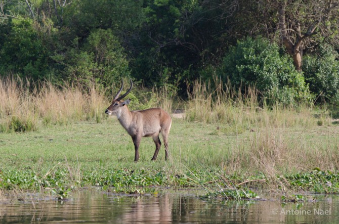 Waterbuck- Croisière, Murchisson Falls NP, Ouganda