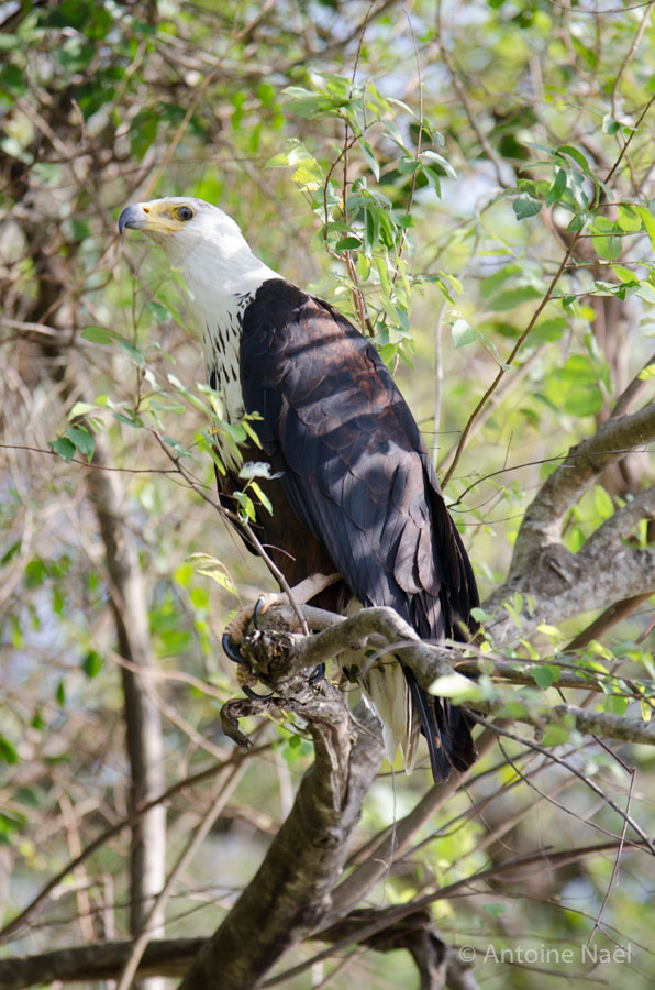 Fish eagle - Croisière, Murchisson Falls NP, Ouganda