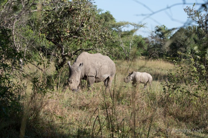 Rhinocéros, Ziwa Rhino Sanctuary, Ouganda
