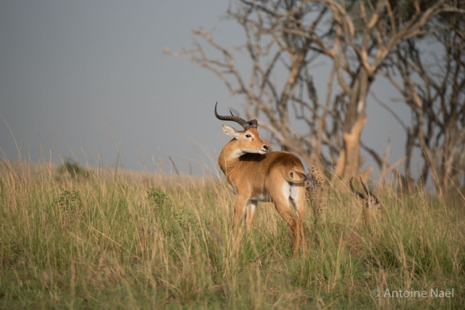 Impala, Murchisson Falls NP, Ouganda
