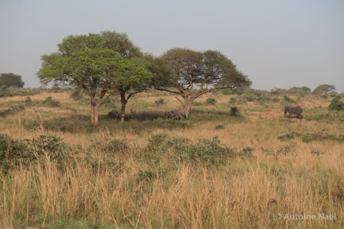 Eléphants, Murchisson Falls NP, Ouganda