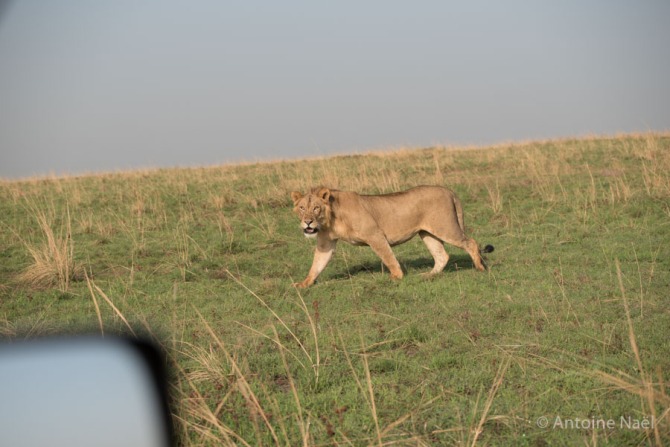 Lion, Murchisson Falls NP, Ouganda