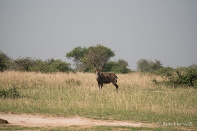 Waterbuck, Murchisson Falls NP, Ouganda