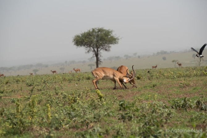 Combat d'impalas, pour les faveurs d'une femme, Murchisson Falls NP, Ouganda