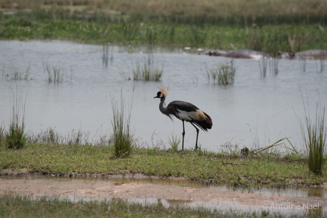 Crane, Murchisson Falls NP, Ouganda