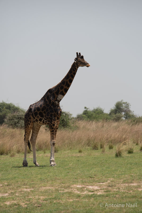 Girafe, Murchisson Falls NP, Ouganda