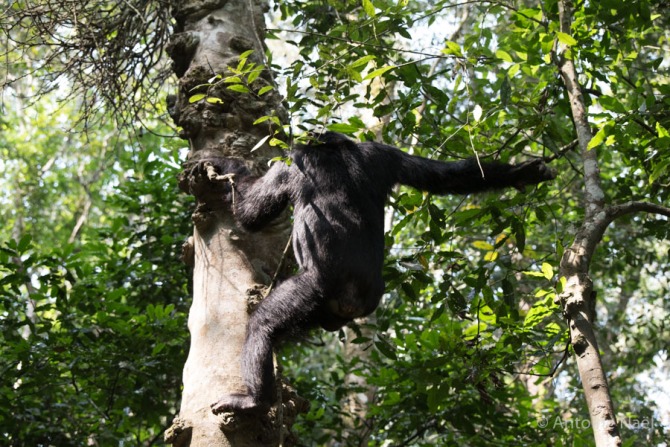 Chimpanzés, Kibale NP, Ouganda