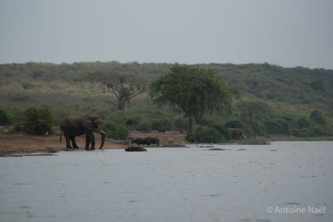 Eléphants - Croisière Queen Elizabeth NP, Ouganda