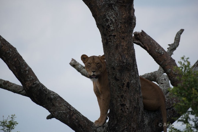 Lions arboricoles, Ishasha, Queen Elizabeth NP, Ouganda