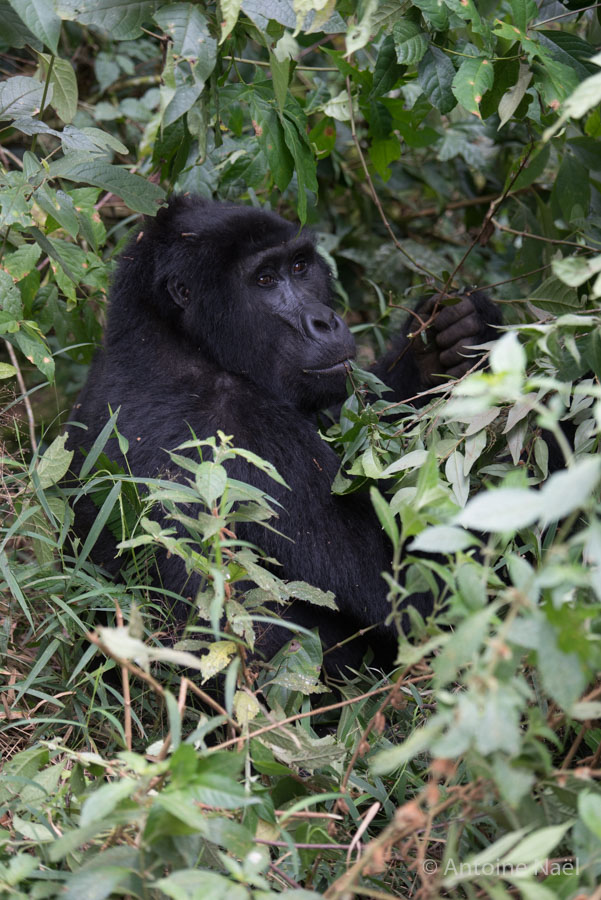 Gorilles, Forêt impénétrable de Bwindi, Ouganda